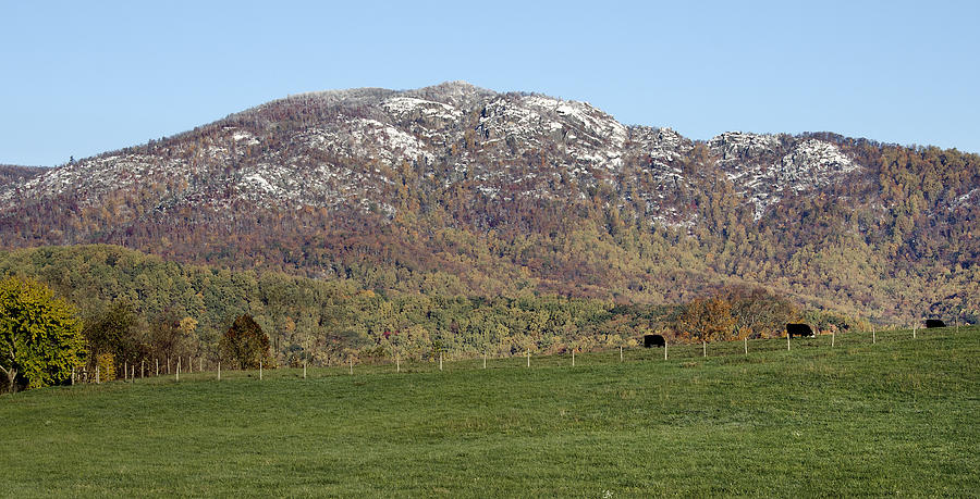 Cow Photograph - Cow Pasture Below Old Rag Mountain - Virginia by Brendan Reals