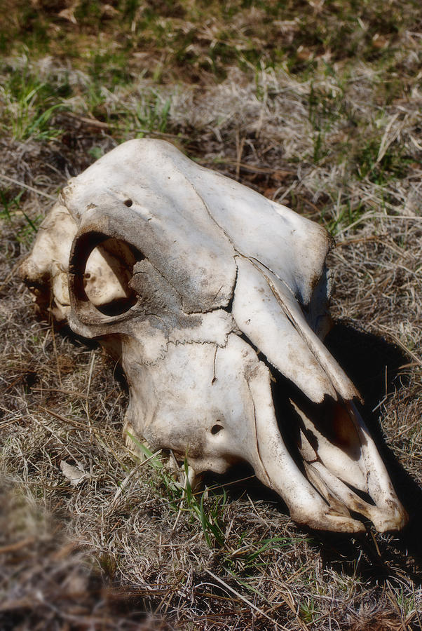 Nature Photograph - Cow Skull by Donna Greene
