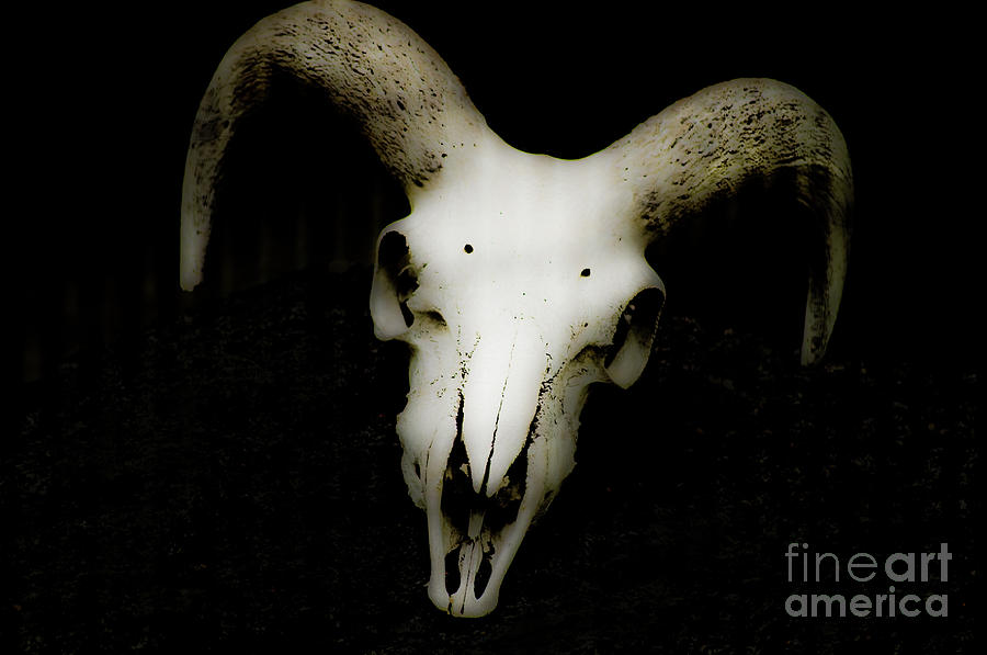 Cow Skull Photograph by Frances Ann Hattier
