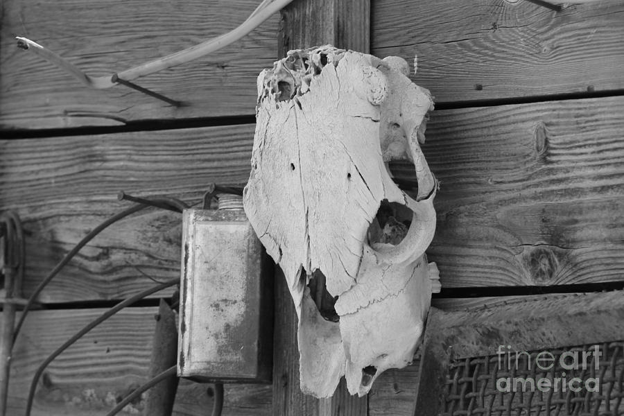 Cow Skull on Barn Photograph by Pamela Walrath