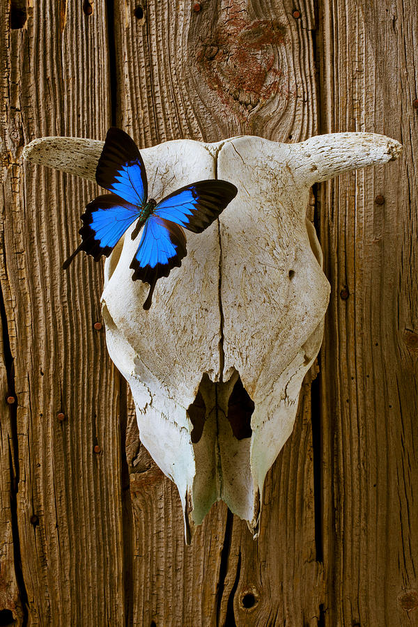 Cow skull with blue butterfly Photograph by Garry Gay