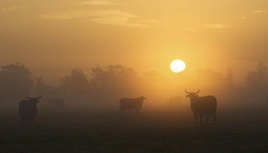 Sunrise Photograph - Cow Sunrise by Kenneth Blye