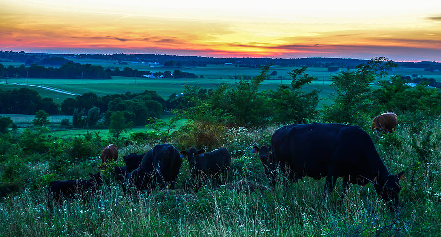 Cow sunset Photograph by Brian Stevens