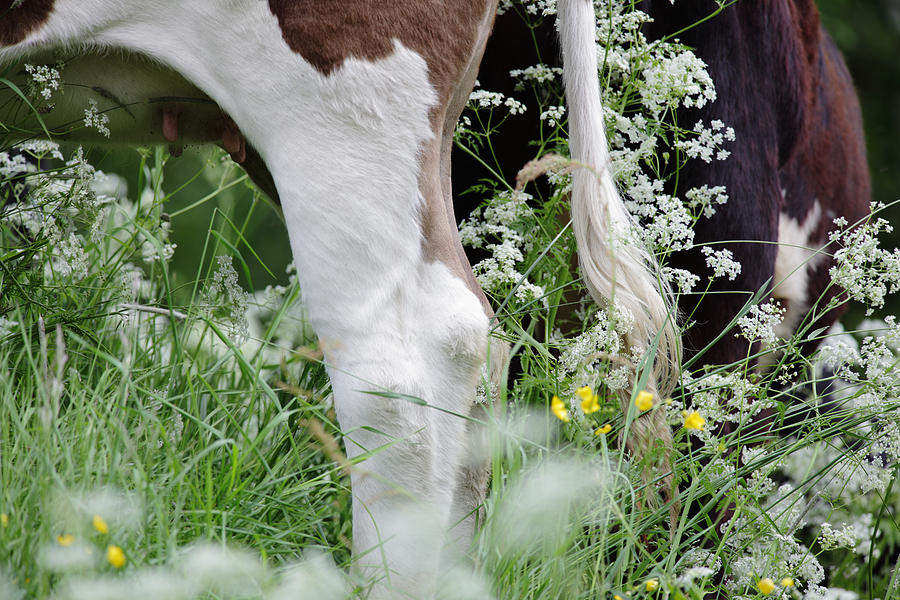 Cow tail Photograph by Ulrich Kunst And Bettina Scheidulin Fine Art