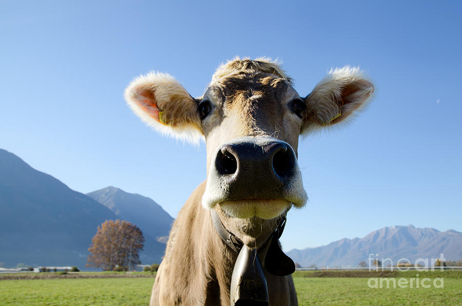 Cow with a bell Photograph by Mats Silvan