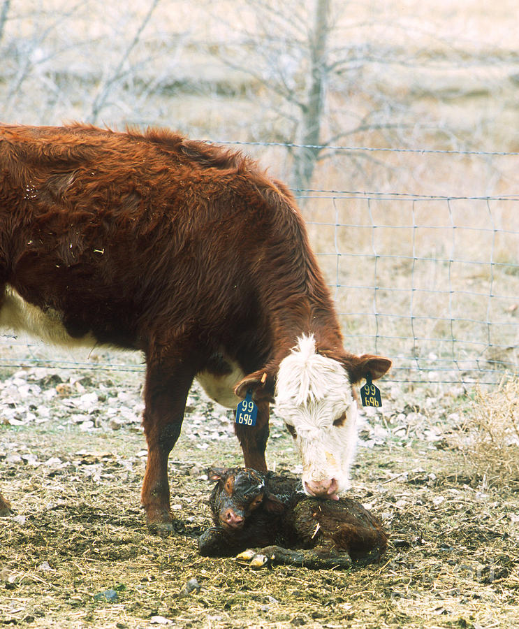 Cow Photograph - Cow With Newborn Calf by Science Source