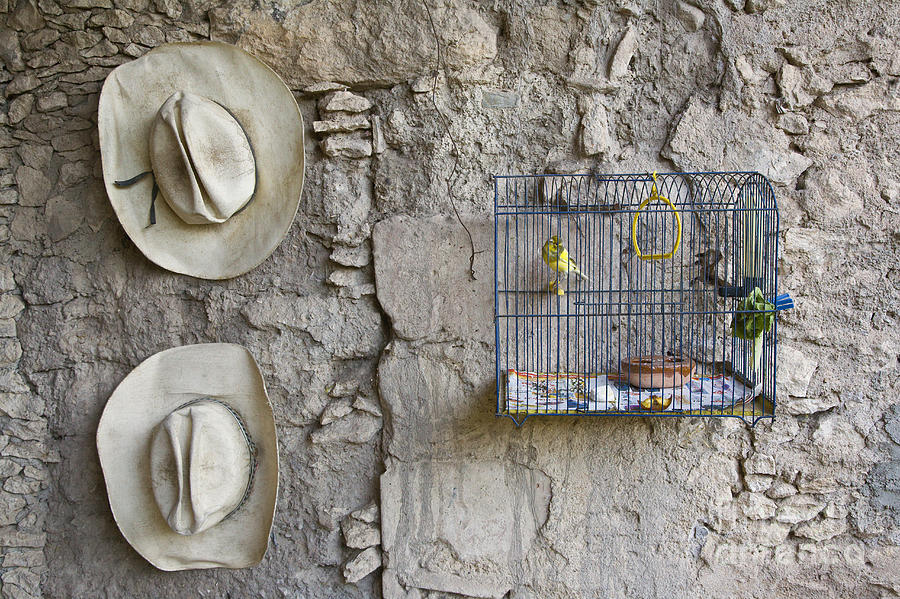 Cowboy Hats and Parakeets Photograph by Craig Lovell