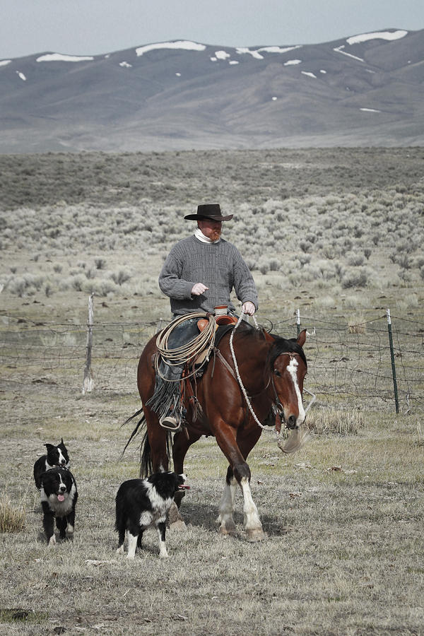Cowboys Companion Photograph by Diane Bohna
