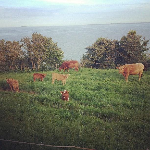 Cow Photograph - Cows And Baby Cows Awww #moo #cows by Amy Reid 💜