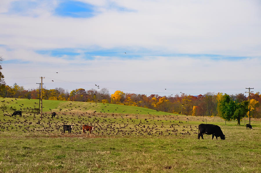 Gettysburg National Park Photograph - Cows and Birds by Bill Cannon