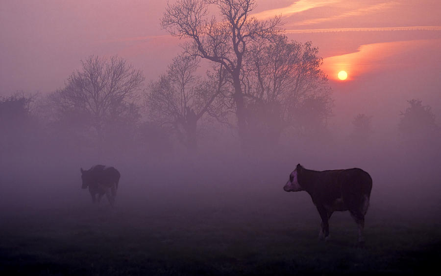 Cows At Sunrise Photograph by Meirion Matthias