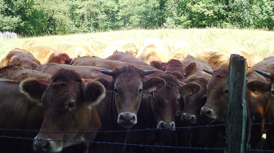 Cows aveyron Photograph by Brigitte Grange