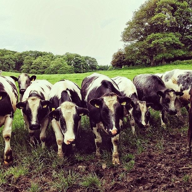 Cow Photograph - #cows #bovine #cattle #heifer #bull by Miss Wilkinson