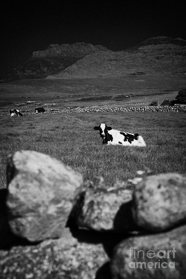 Cows Field Ireland Irish Farmland Countryside Photograph By Joe Fox Fine Art America