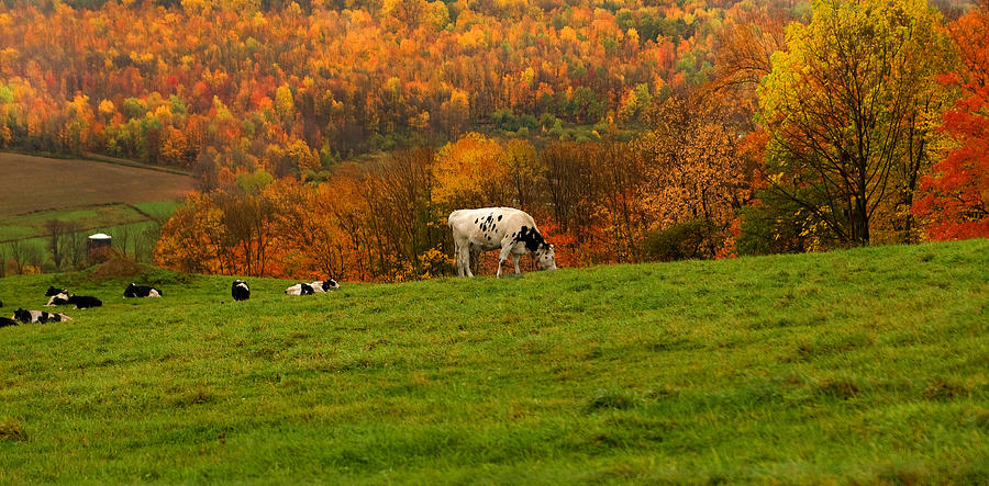 Cows Grazing Photograph by Cindy Haggerty