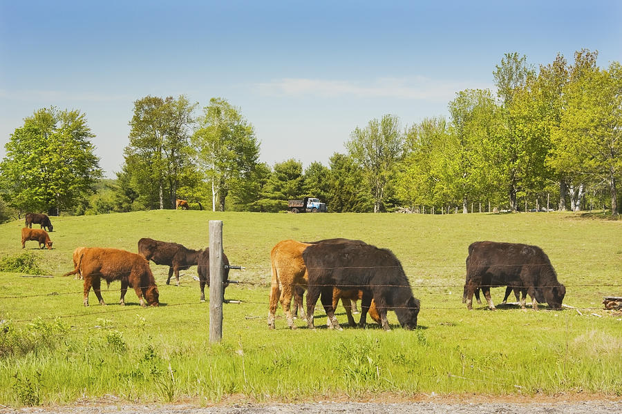 Cows Grazing On Grass In Maine Farm Field Spring Photograph by Keith