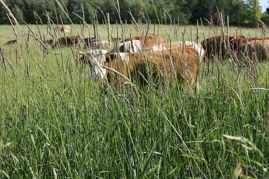 Cows having a field day Photograph by Simon Gonzalez