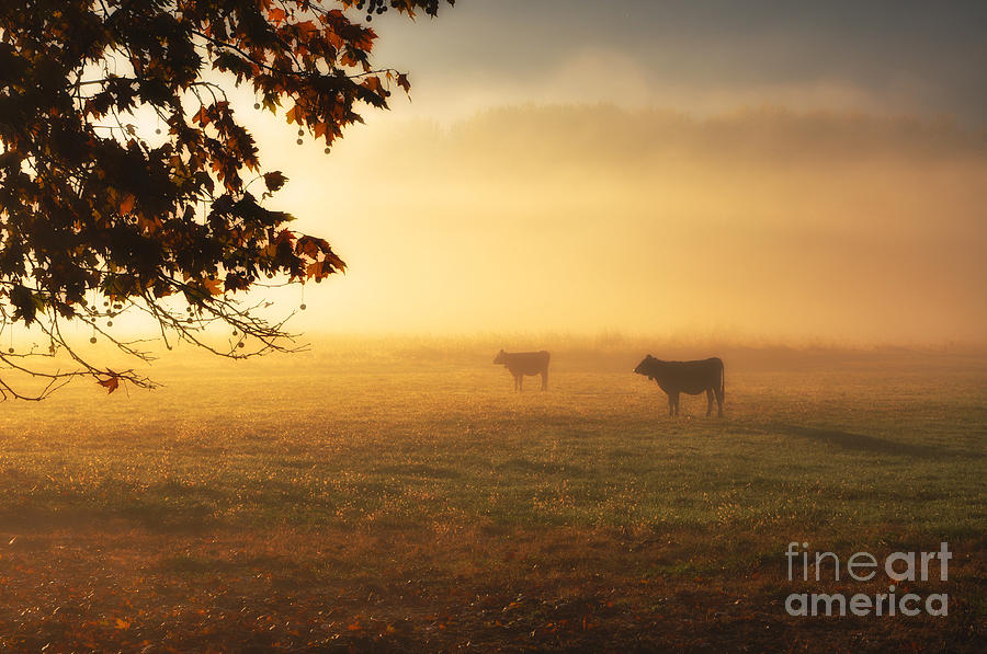 Cows in a foggy field Photograph by Mats Silvan