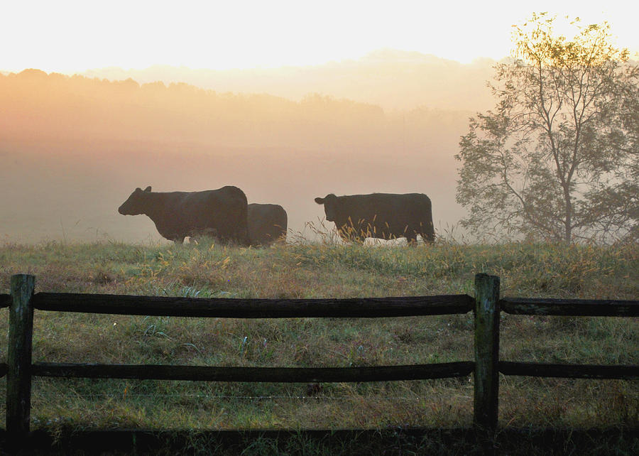 Cow Photograph - Cows in Morning Mist Dobbins Mill - 0960c2989d by Paul Lyndon Phillips