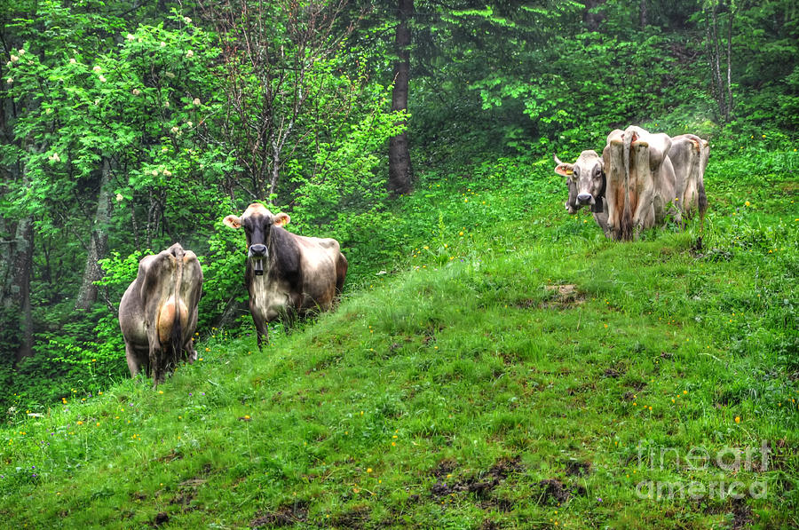 Cows in the green grass Photograph by Mats Silvan