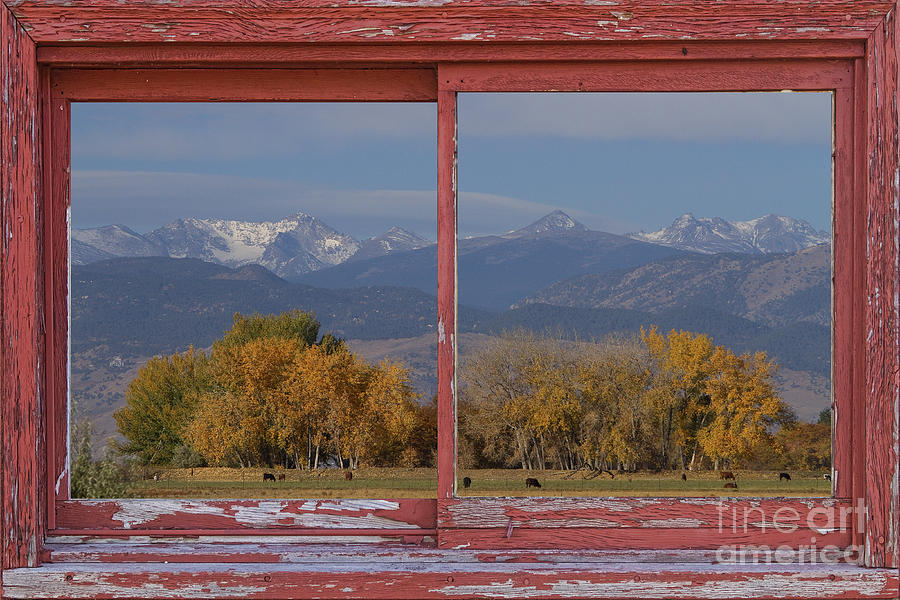 Cows Life Colorado Autumn Rocky Mountains Picture Window Art Photograph by James BO Insogna