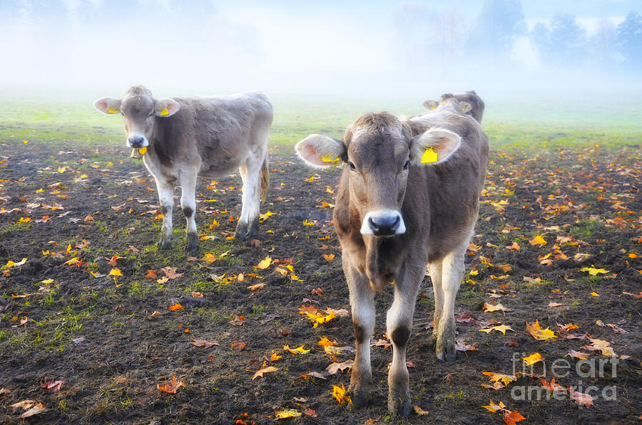 Cow Photograph - Cows by Mats Silvan