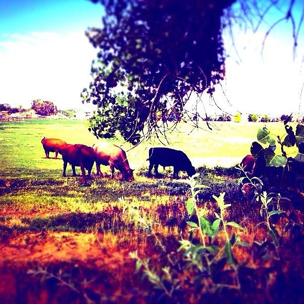 Nature Photograph - Cows Next Door by Caleb Baker