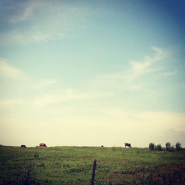 Cow Photograph - Cows on a Hill by Brittany Severn