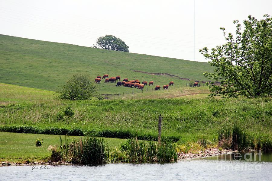 Cows on the pasture  Photograph by Yumi Johnson