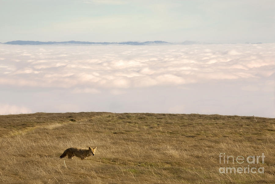 Wildlife Photograph - Coyote above the clouds by Matt Tilghman