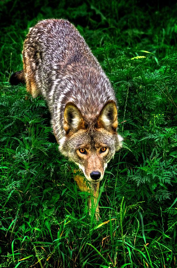 Coyote Photograph by Prince Andre Faubert