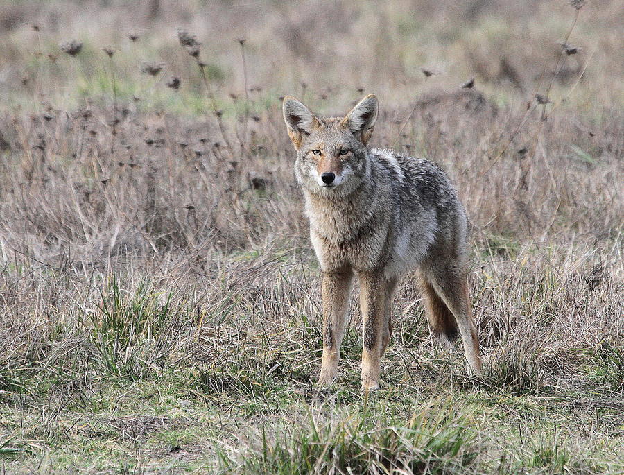 Coyote Photograph by Angie Vogel