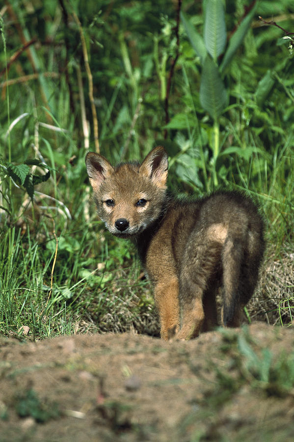 Coyote Canis Latrans Alert Pup Photograph by Konrad Wothe