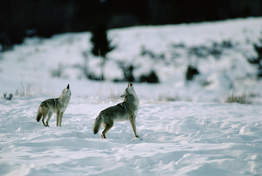 Coyote Canis Latrans Pair Howling Photograph by Michael Quinton