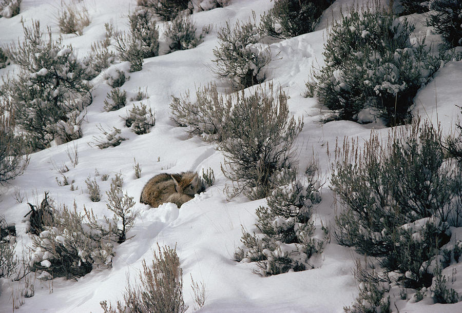 Coyote Canis Latrans Sleeping Amid Photograph by Michael Quinton