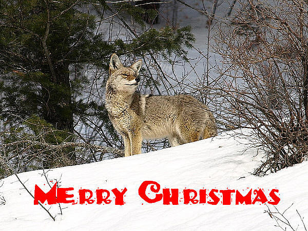 Coyote Christmas Photograph by DeeLon Merritt