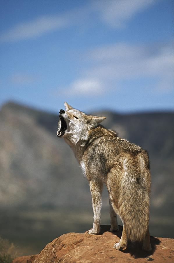 coyote howling