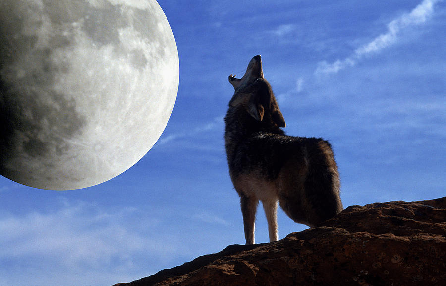 coyote-howls-at-moon-larry-allan.jpg