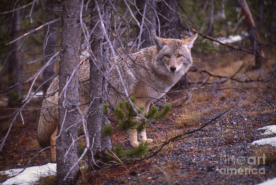 Coyote in Yellowstone National Park Photograph by Janeen Wassink Searles