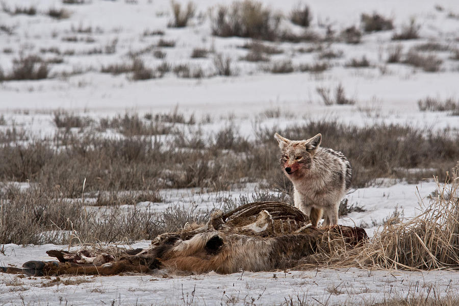 Coyote National Elk Refuge  Photograph by Benjamin Dahl