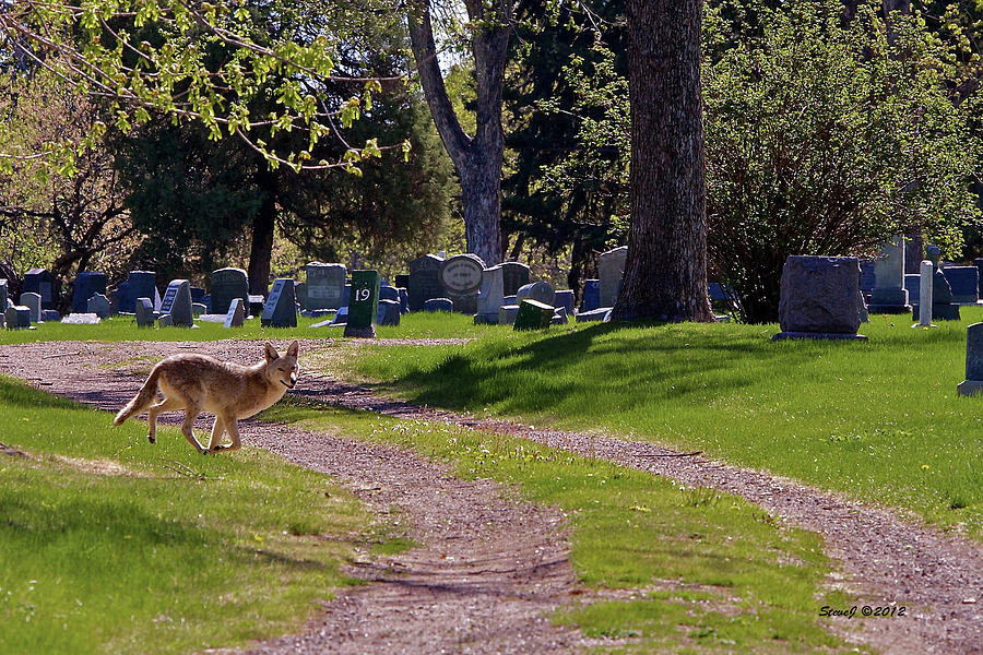 Coyote on the Run Photograph by Stephen Johnson