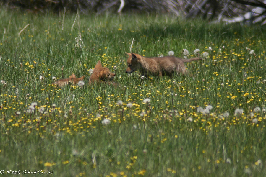 Spring Photograph - Coyote Puppies And Wildflowers by Mitch Shindelbower