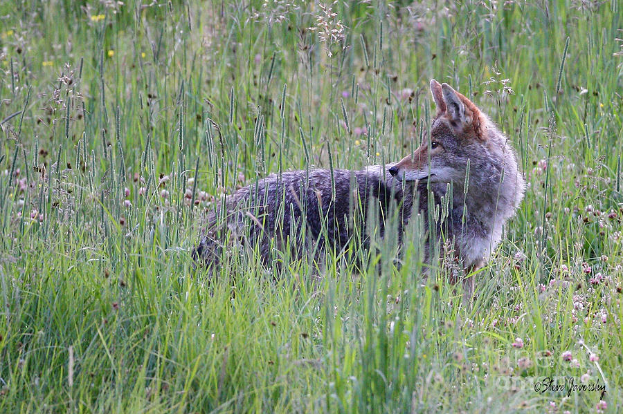 Coyote Photograph by Steve Javorsky