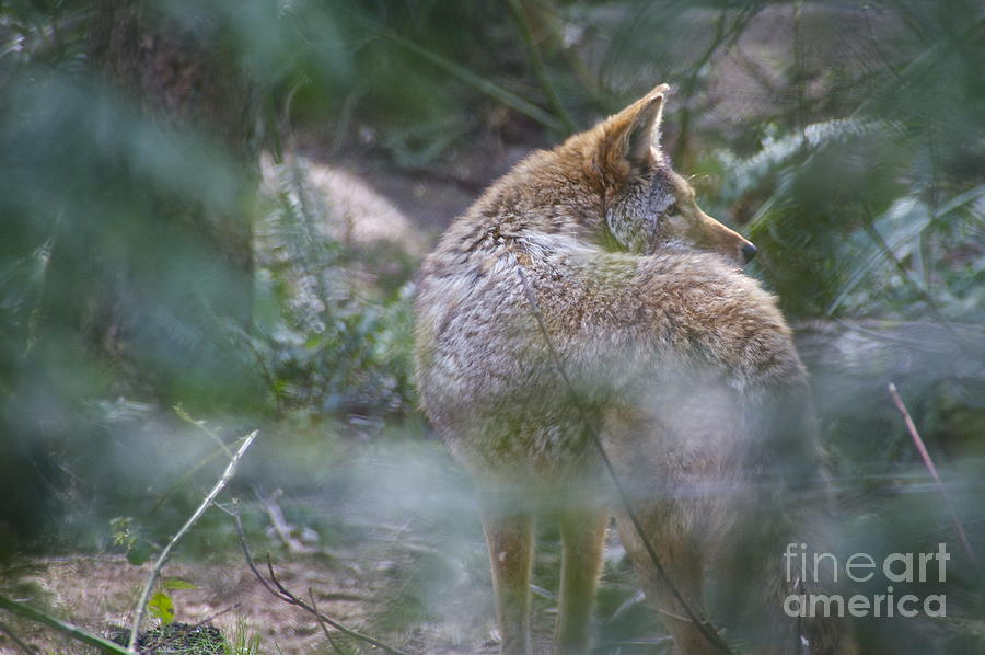 Coyote Through the Brush Photograph by Sean Griffin