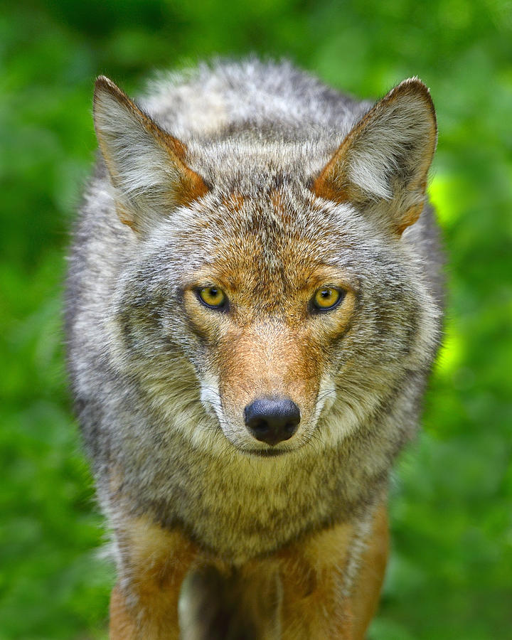 Dog Photograph - Coyote by Tony Beck