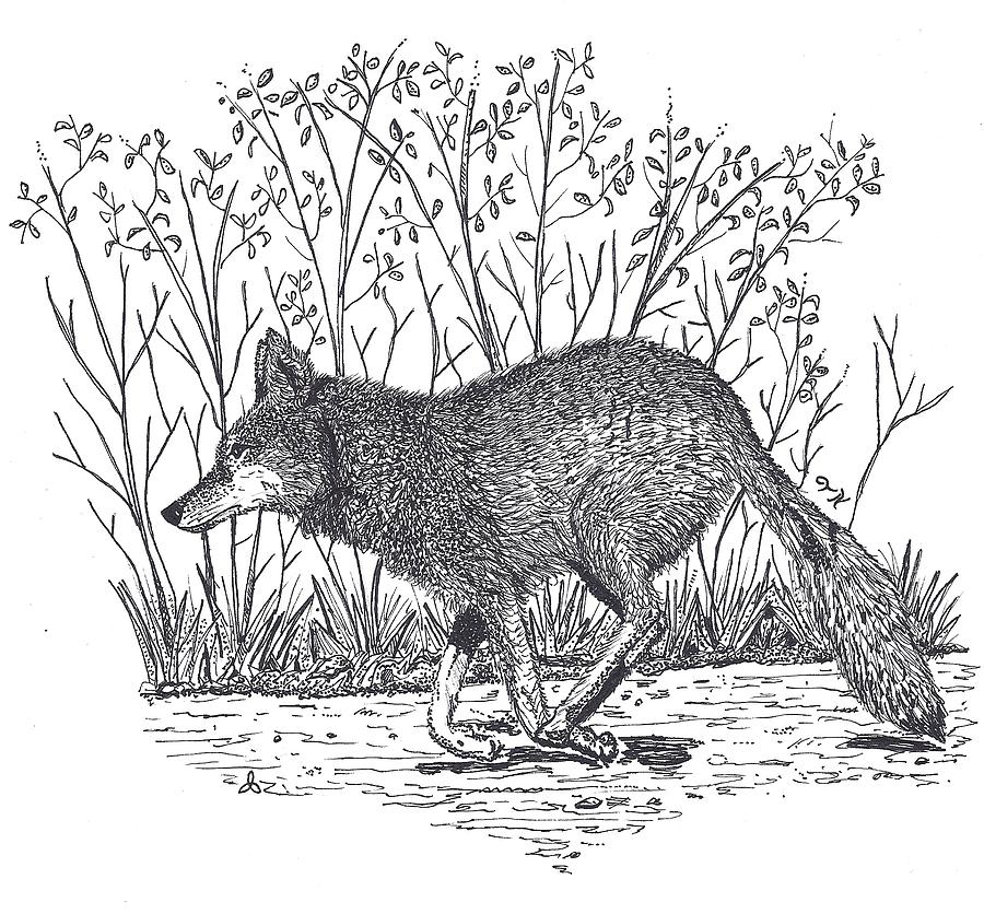 Coyote Trail Drawing by Tony Nelson | Fine Art America