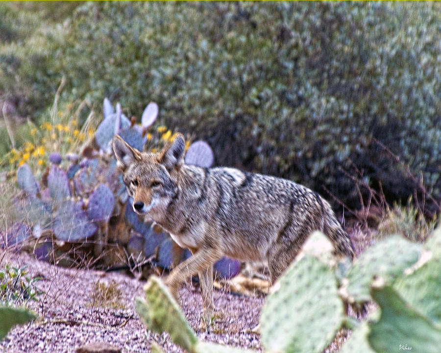 Coyote Walk Photograph by Brian Lambert - Pixels