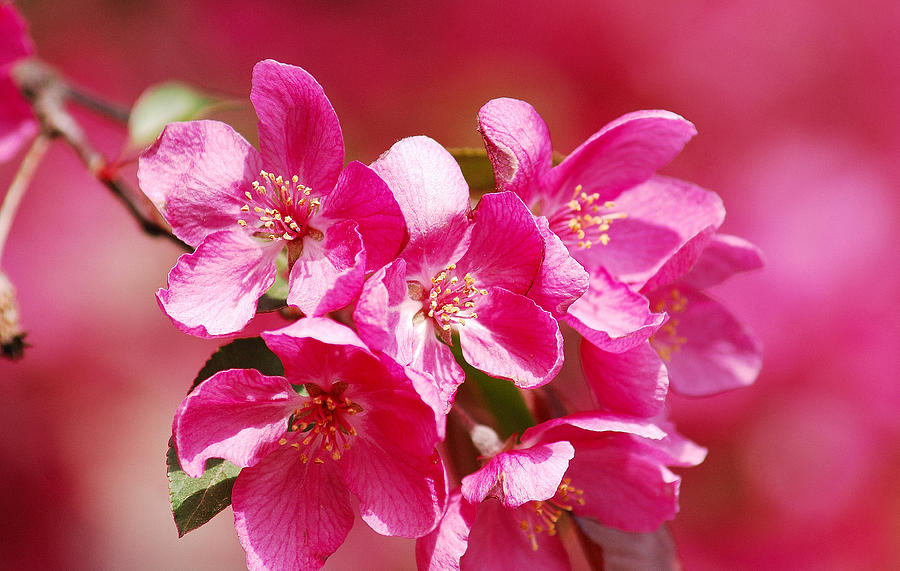 Crab Apple Blossoms Photograph by Janice Adomeit