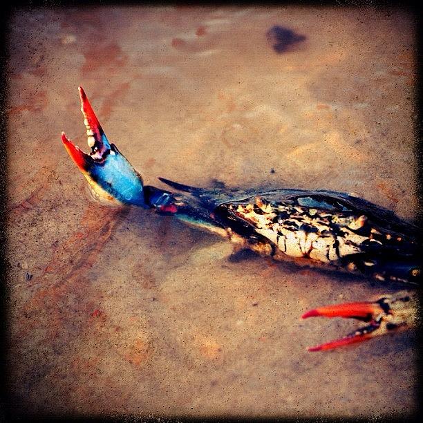 Beach Photograph - Crab #beach by Evan Kelman