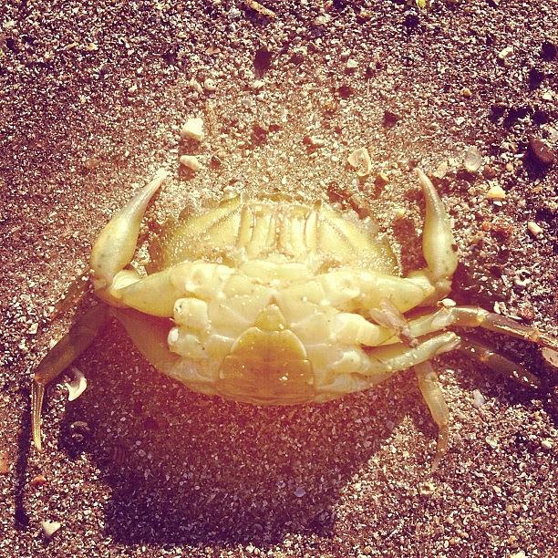 Beach Photograph - #crab #beach #sand #sea #creature by Amy Reid 💜